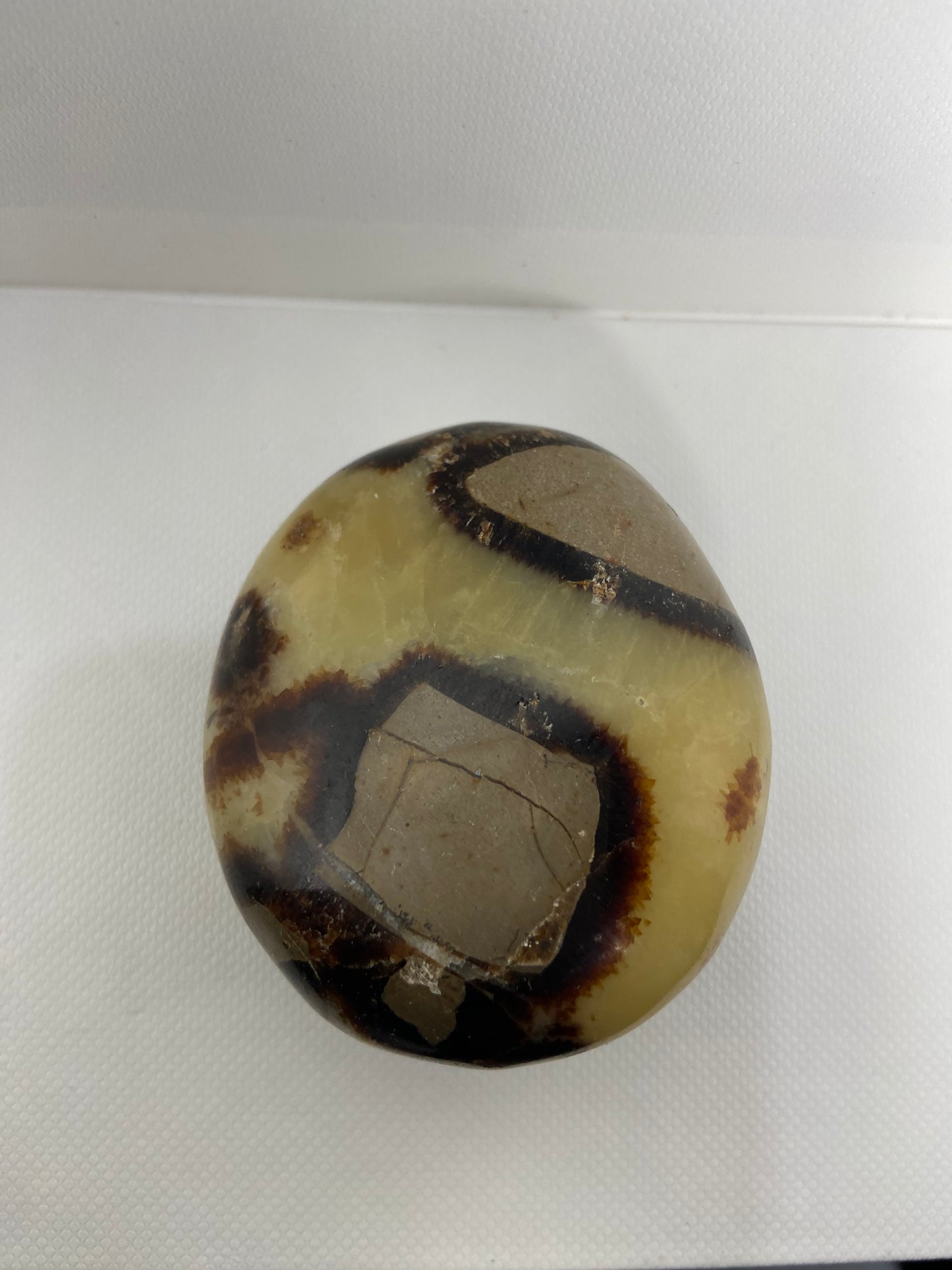 Septerian Palm Stone