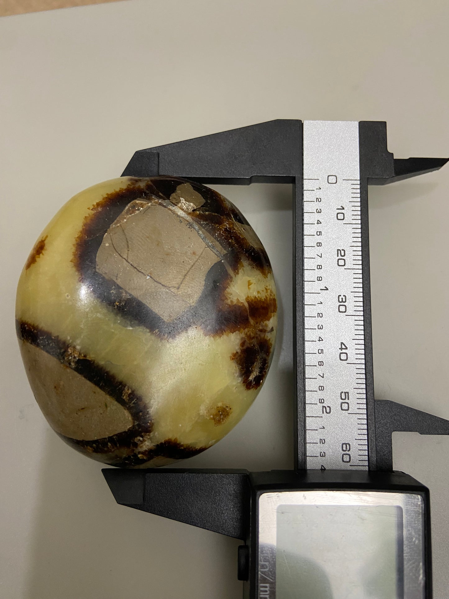 Septerian Palm Stone
