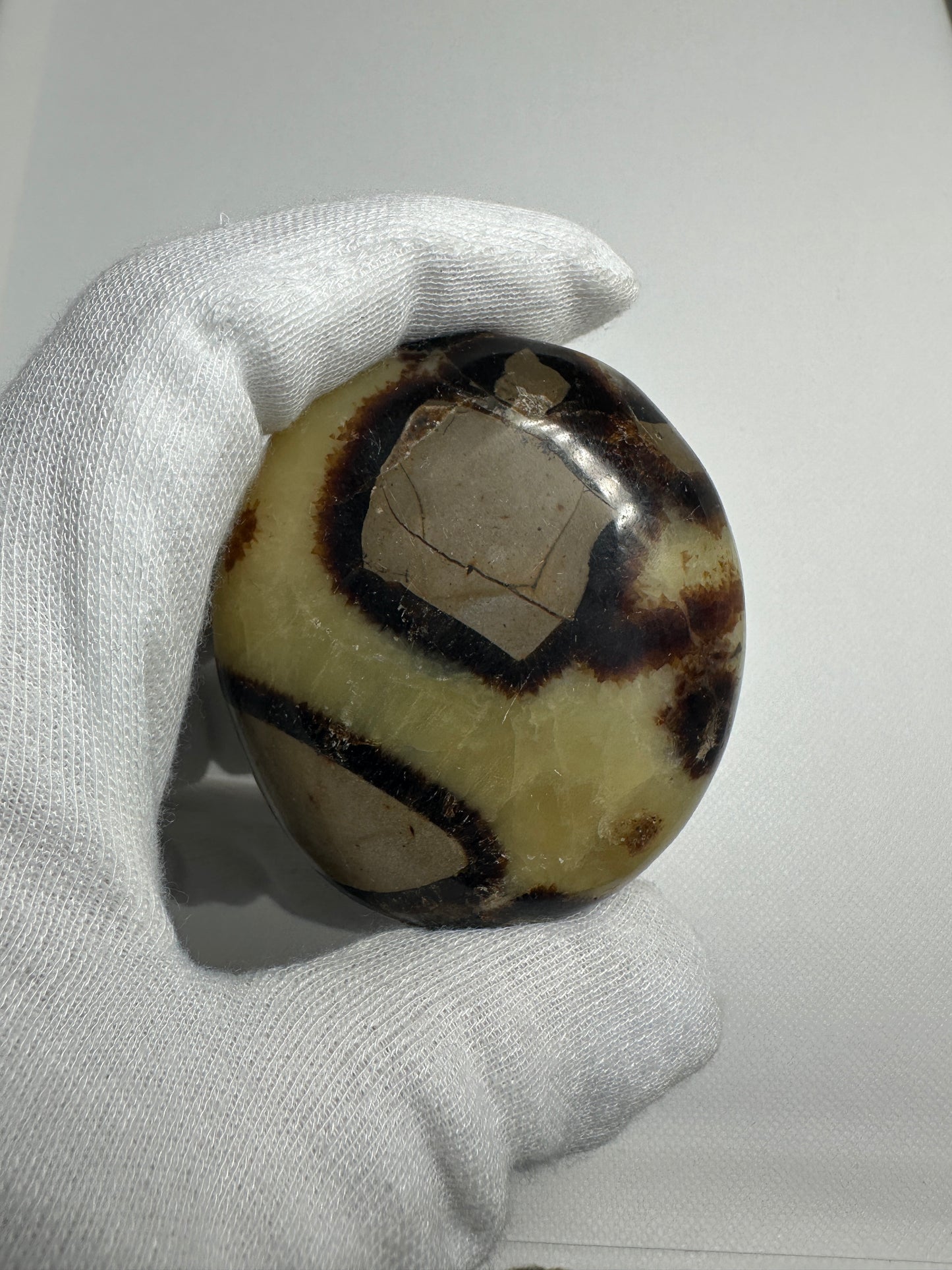Septerian Palm Stone
